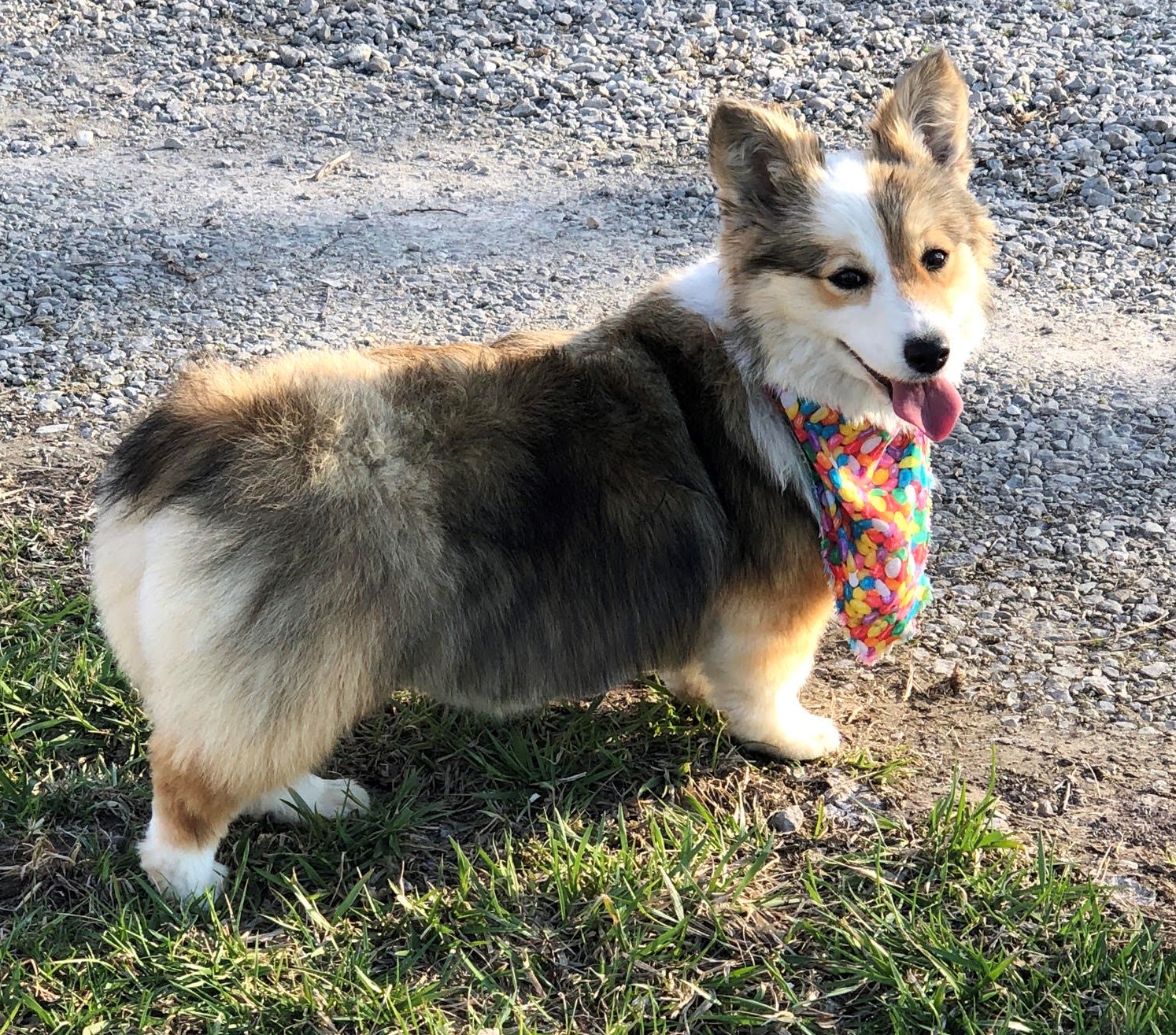 Sable hot sale fluffy corgi